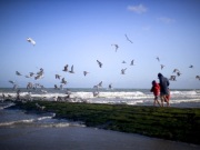 breakwater_gulls
